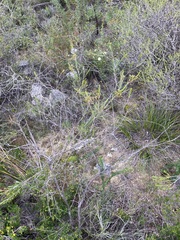 Chamelaucium uncinatum