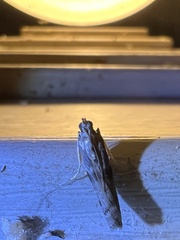 Phycitodes reliquellum