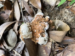 Thelephora aurantiotincta