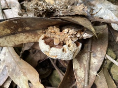 Thelephora aurantiotincta