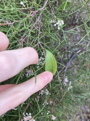 Hakea trifurcata