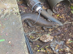 Broadleysaurus major