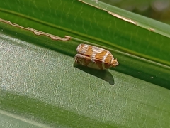 Lophopinae