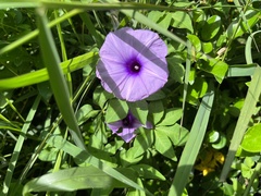 Ipomoea cairica