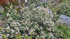 Spyridium parvifolium