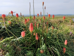 Kniphofia caulescens