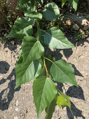 Populus × sibirica