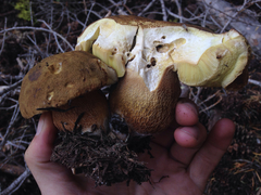 Boletus fibrillosus