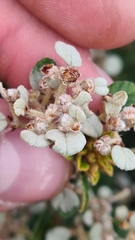 Spyridium parvifolium