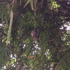 Rhipidura albogularis