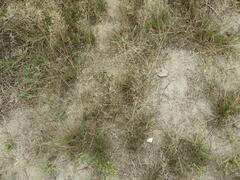 Agrostis capillaris