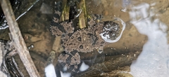 Bombina variegata pachypus