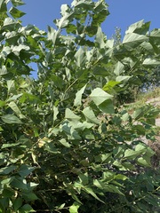 Populus × sibirica