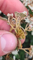 Spyridium parvifolium