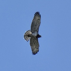 Circaetus gallicus