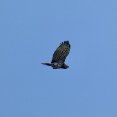Circaetus gallicus