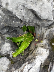 Asplenium scolopendrium