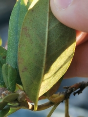 Rhododendron ledebourii