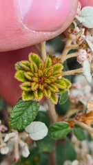 Spyridium parvifolium