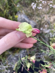 Lechenaultia linarioides