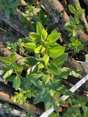 Rhododendron ledebourii