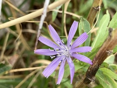Lactuca tatarica