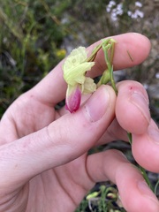 Lechenaultia linarioides