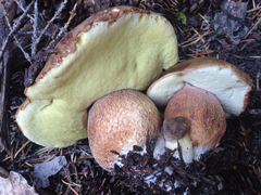 Boletus fibrillosus