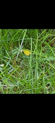 Eurema hecabe