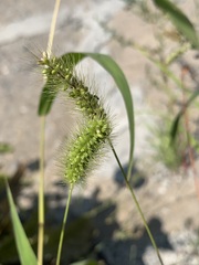 Setaria faberi