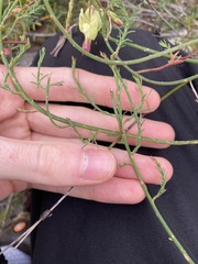 Lechenaultia linarioides