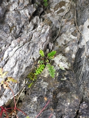 Asplenium ceterach