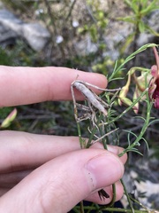 Lechenaultia linarioides
