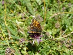 Melitaea