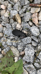Carabus coriaceus