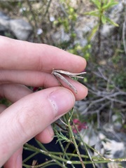 Lechenaultia linarioides