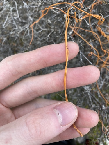 Image of Cassytha Aurea (Cassytha aurea) by (c) Thomas Mesaglio, some rights reserved (CC BY)