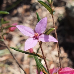 Boronia ledifolia
