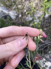 Lechenaultia linarioides