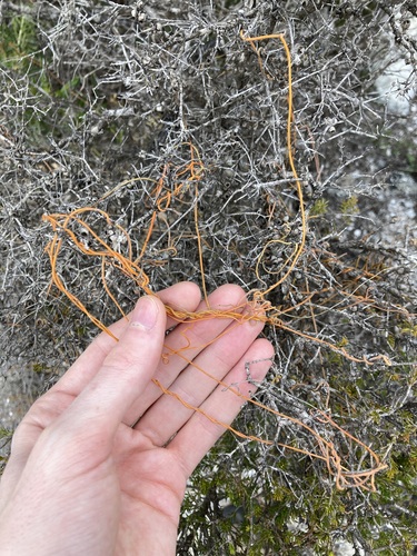 Image of Cassytha Aurea (Cassytha aurea) by (c) Thomas Mesaglio, some rights reserved (CC BY)