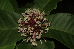 Ixora comptonii