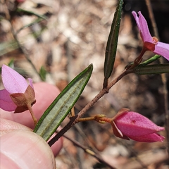 Boronia ledifolia