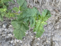 Atriplex tatarica