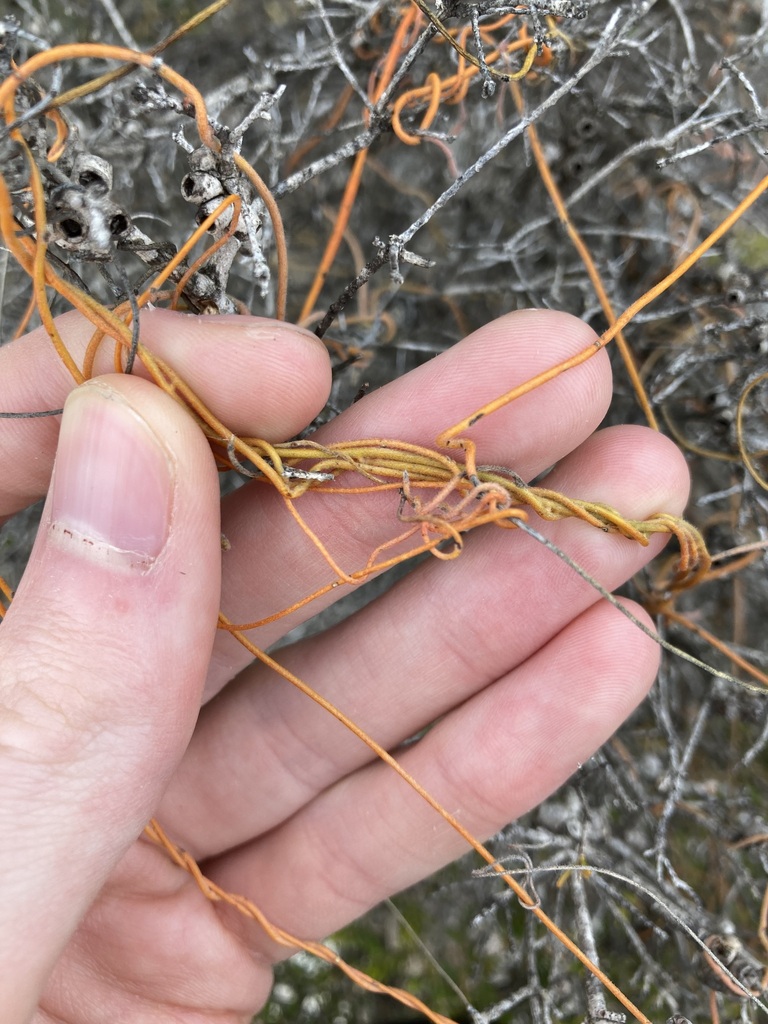 Cassytha aurea