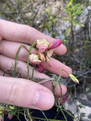 Lechenaultia linarioides
