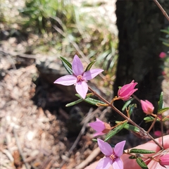 Boronia ledifolia