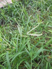 Eleusine indica