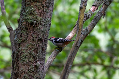 Dendrocopos leucotos