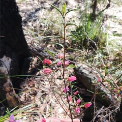 Boronia ledifolia
