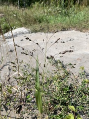 Panicum miliaceum ruderale